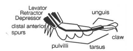 Figure 4. The insects foot. Diagram after Laurent and Hustert (1988).